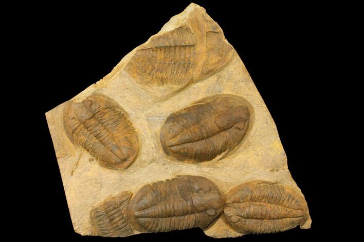 Asaphid Trilobite Mortality Plate - Morocco #134298